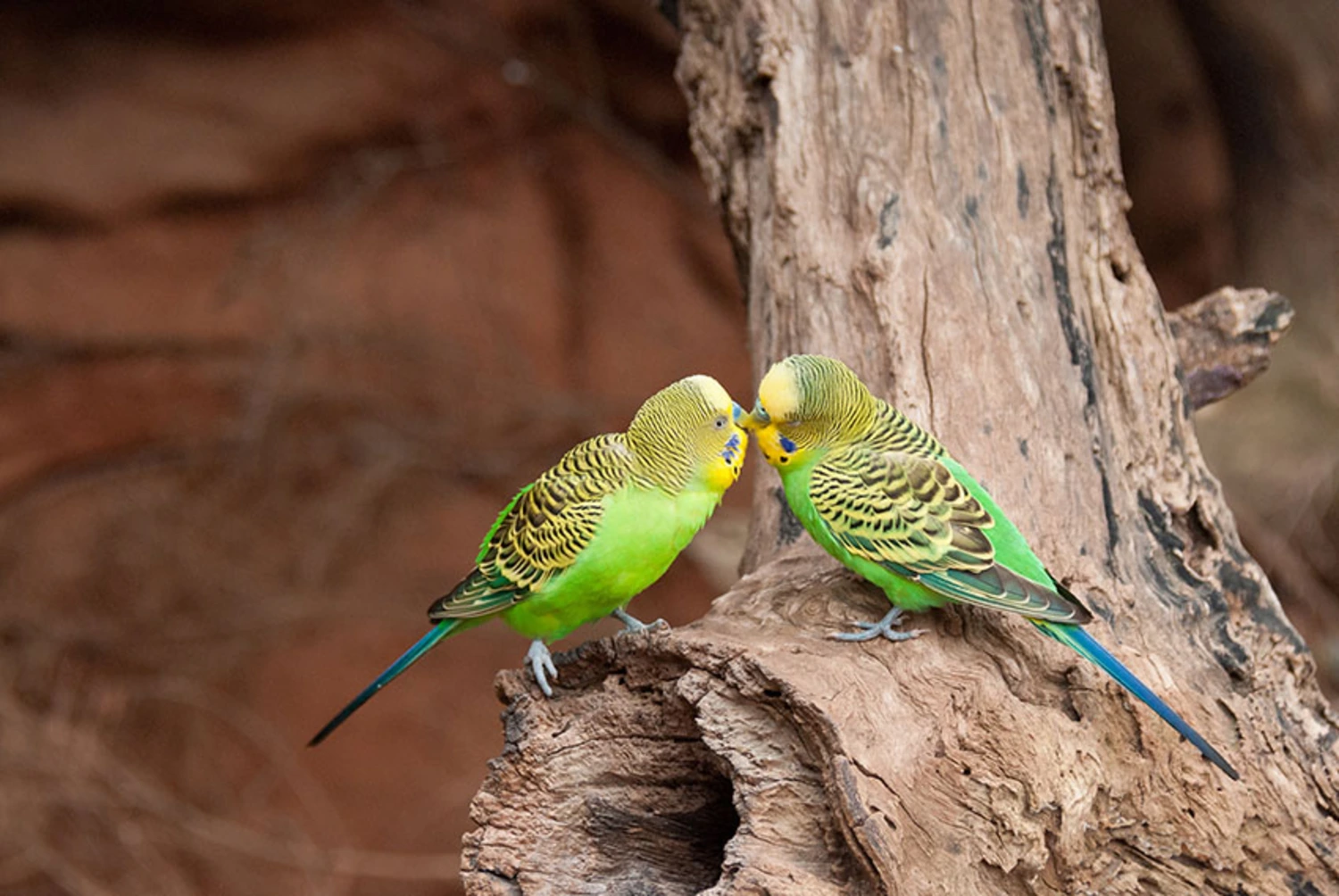 Smuggling budgies? Australia’s fight against wildlife trafficking