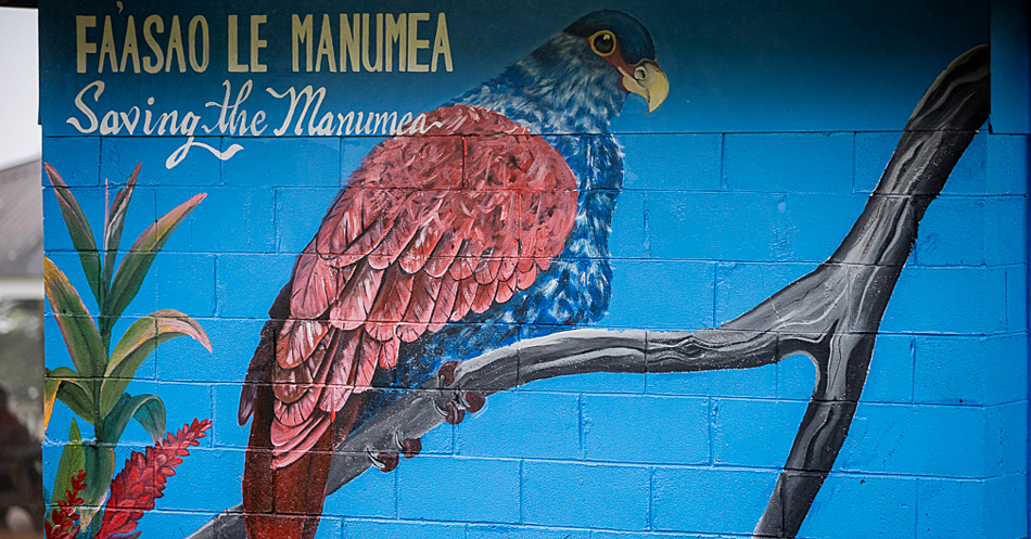 Manumea campaign informs Samoans about national bird