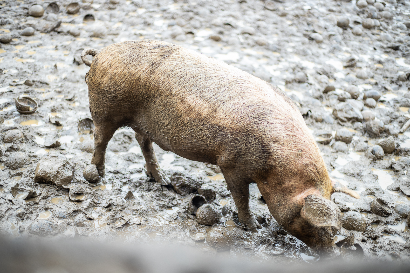 Businesses, farmers sound alarm on African Swine Fever