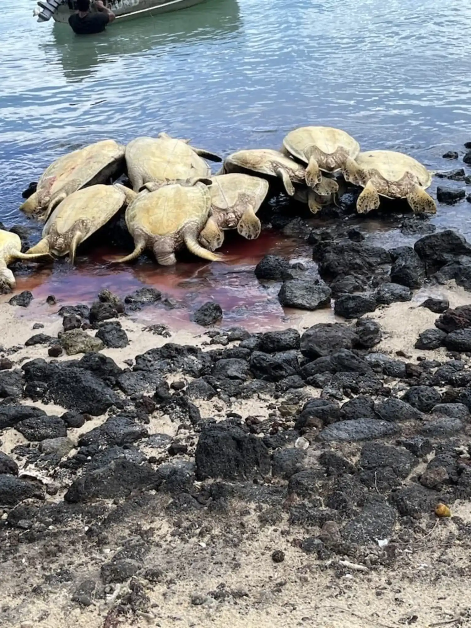 Turtle Shell Probe Samoa Observer | Turtle slaughter probe underway