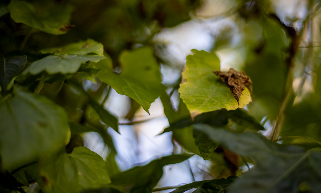 Samoan plant medicine effective: scientists