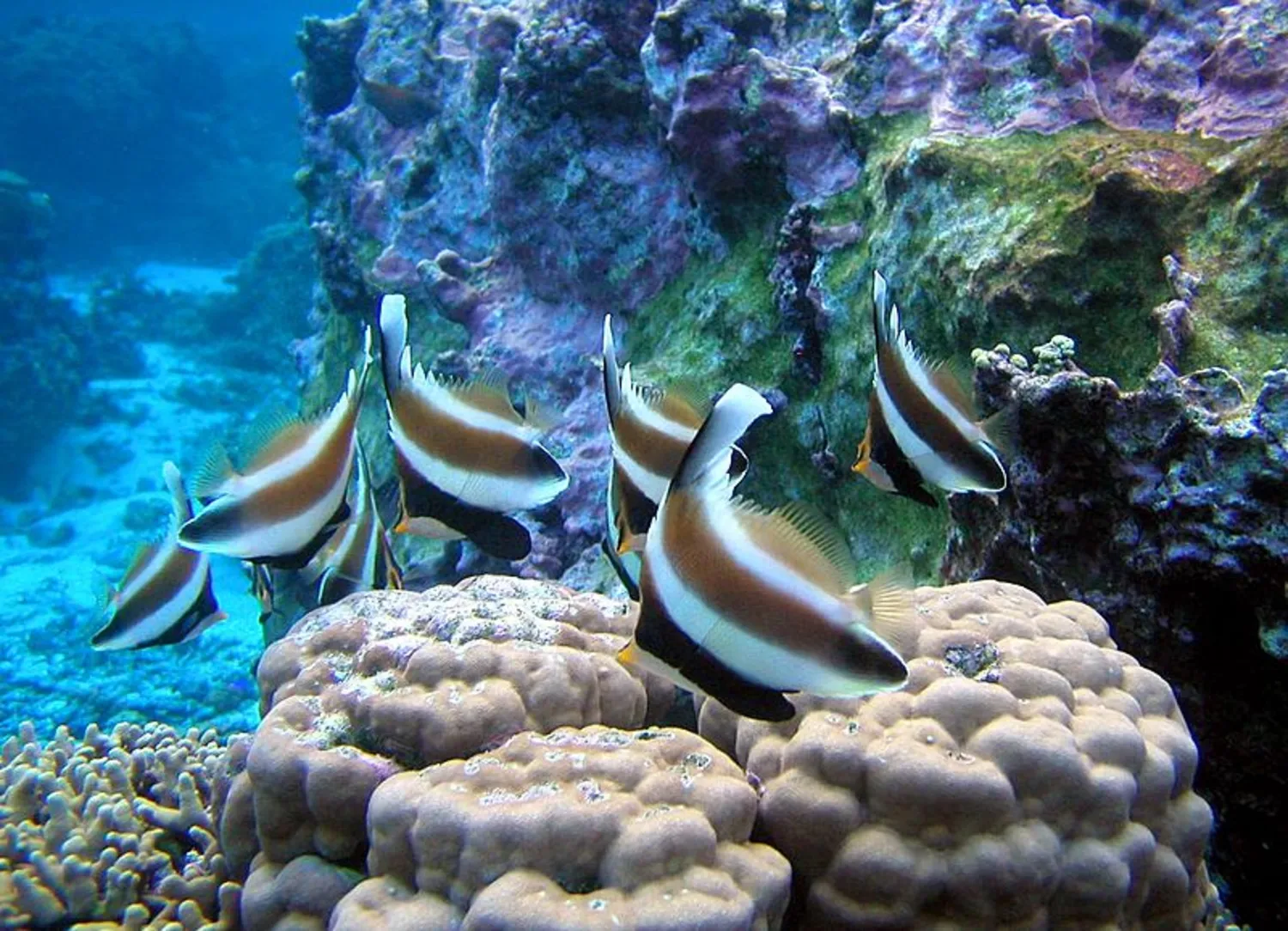 Coral Reefs are Facing a Mass Global Bleaching Event