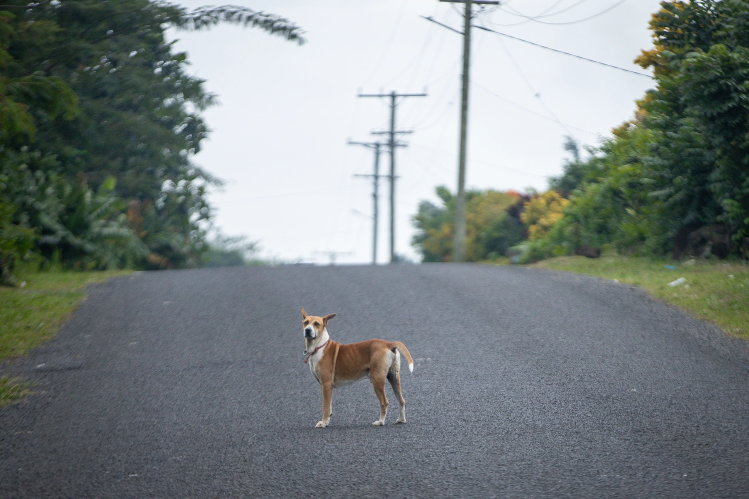 Work underway to tackle stray dog problem 