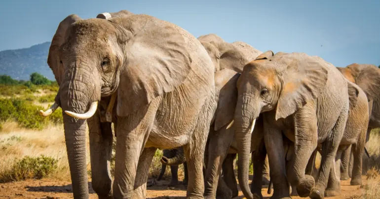 Without money, the global biodiversity target is just an empty promise