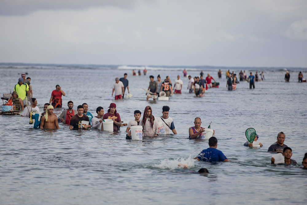 Savai'i residents embrace Palolo season
