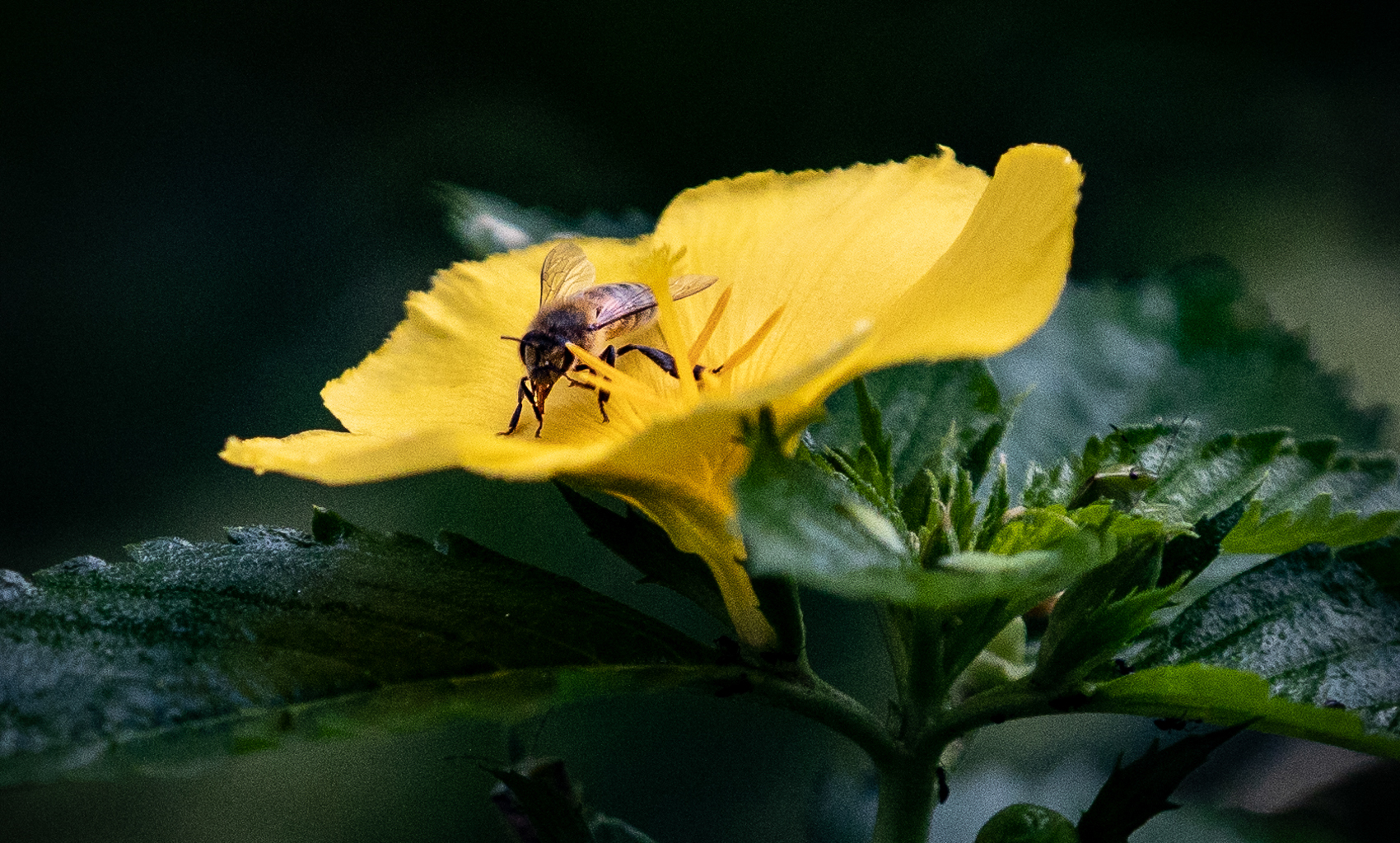 New year, agenda unchanged for Conservation Society