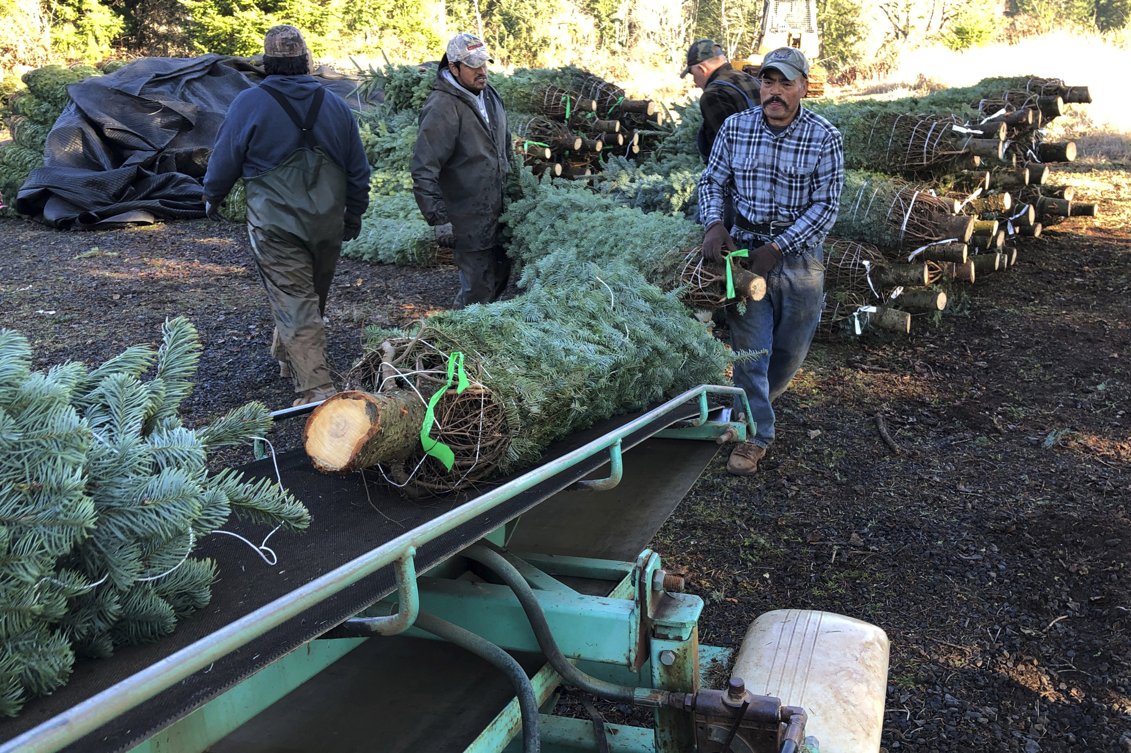 Crash shines light on immigrants in Christmas tree workforce