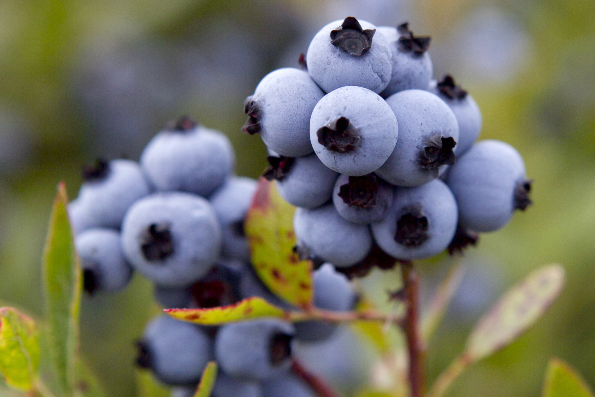 Maine blueberry industry reels from drought, frost, virus