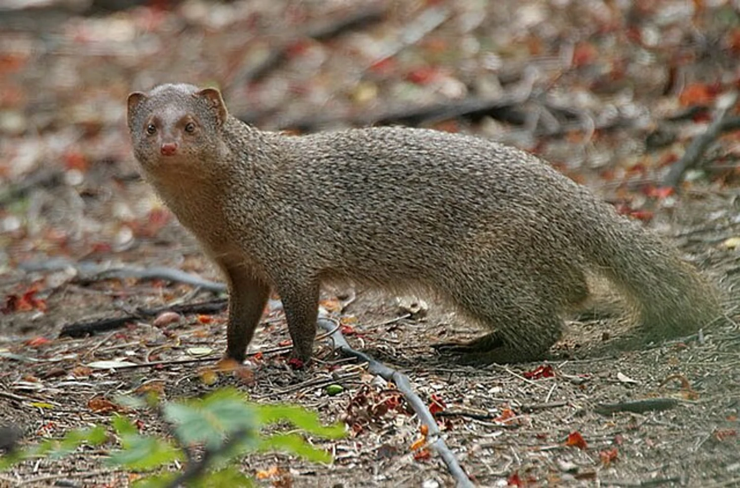 The threat posed by mongooses
