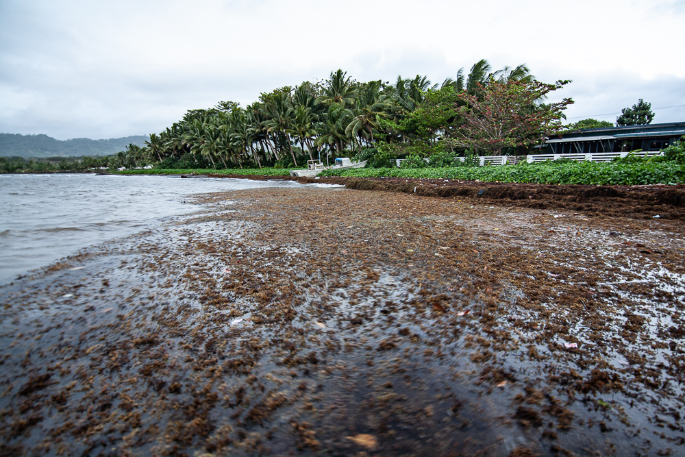 Island expansion cannot mask climate change: conservationist