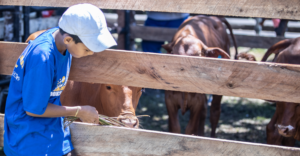 Elevated IGF-1 levels promote aging, cancer cell spread