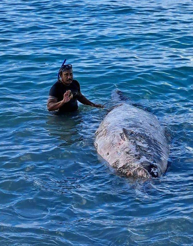 Sharks kill man on Father's Day
