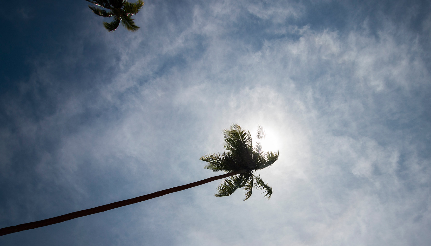 Samoan plants medicinal value studied