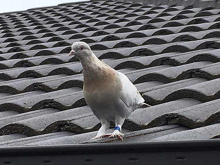 'Fake' US leg band may get pigeon a reprieve in Australia