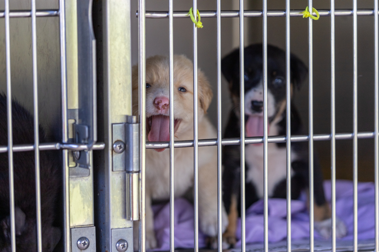 Animals as part of the family