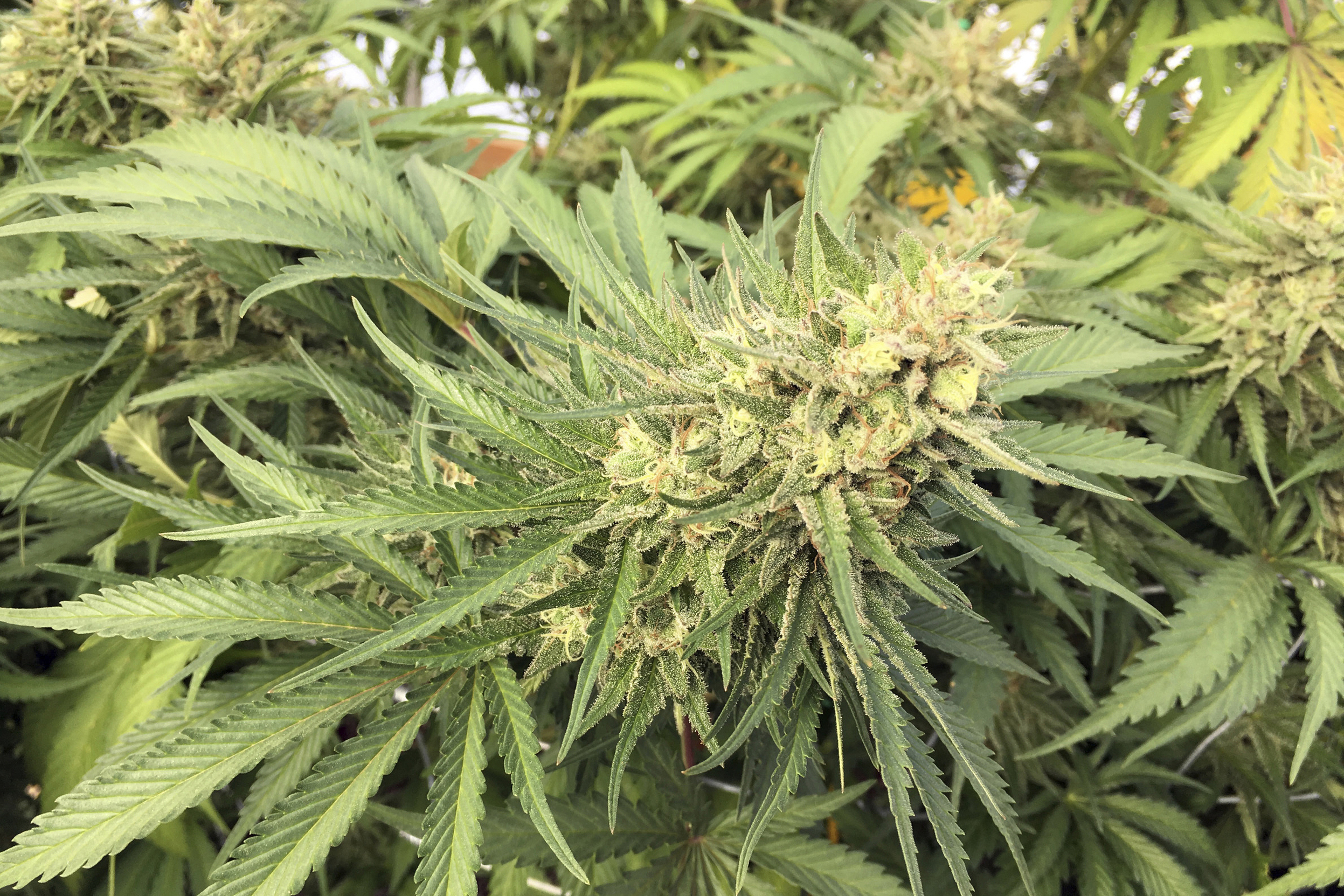 Oregon illegal pot grows: More calls to send National Guard
