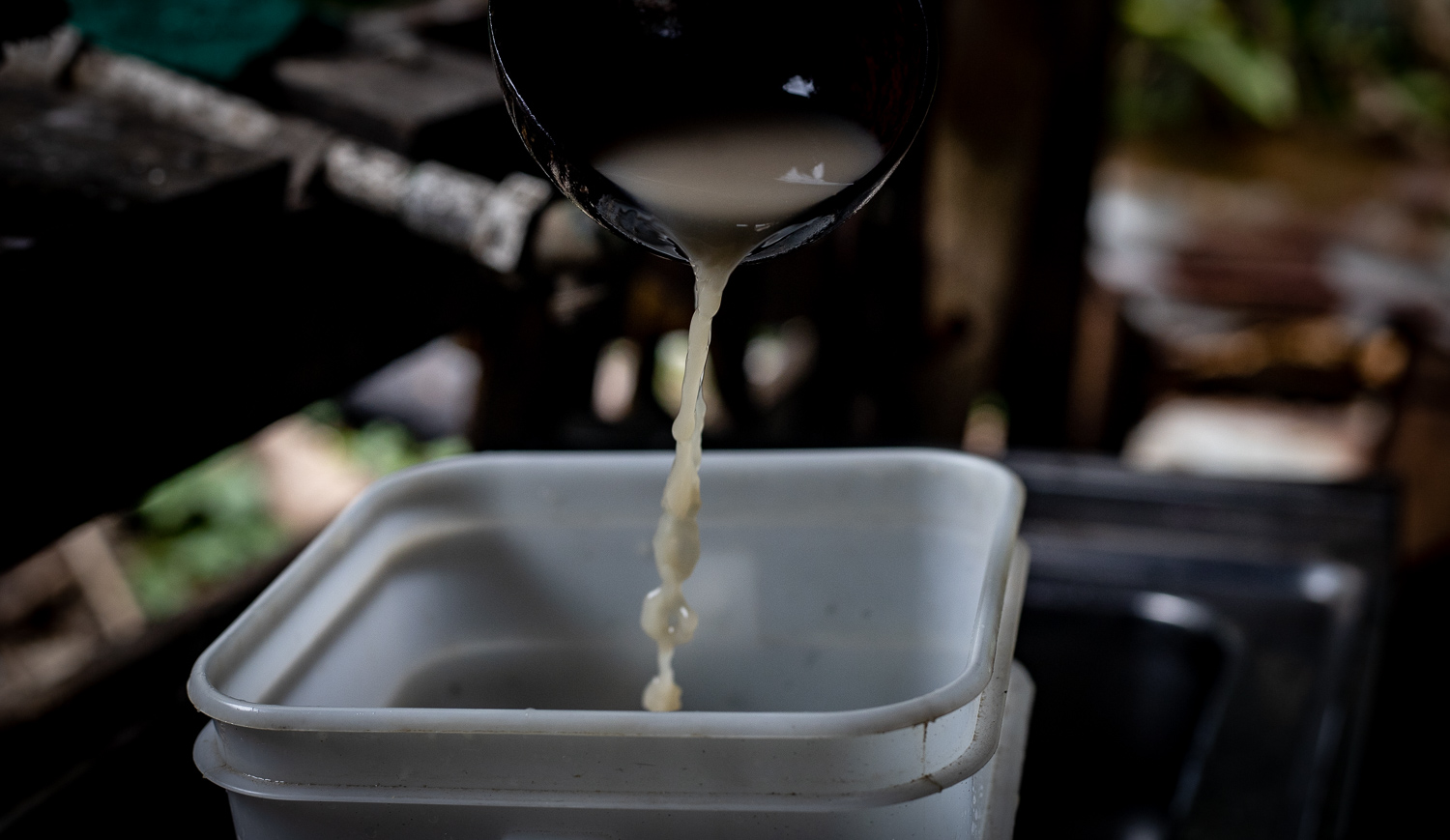 Destructive virus strikes Samoan Ava