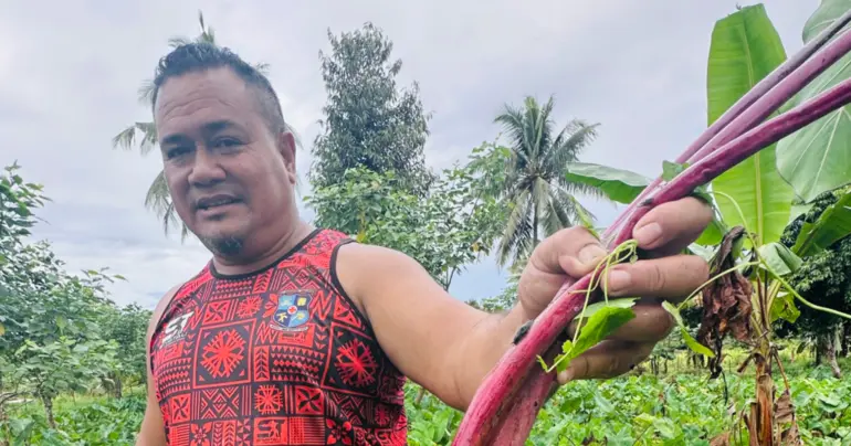 The taro nursery helping drive Samoa’s recovery