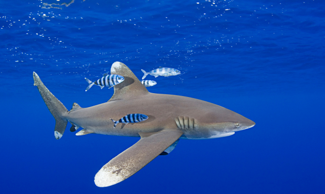 Shark, turtle protection key to marine conservation initiative