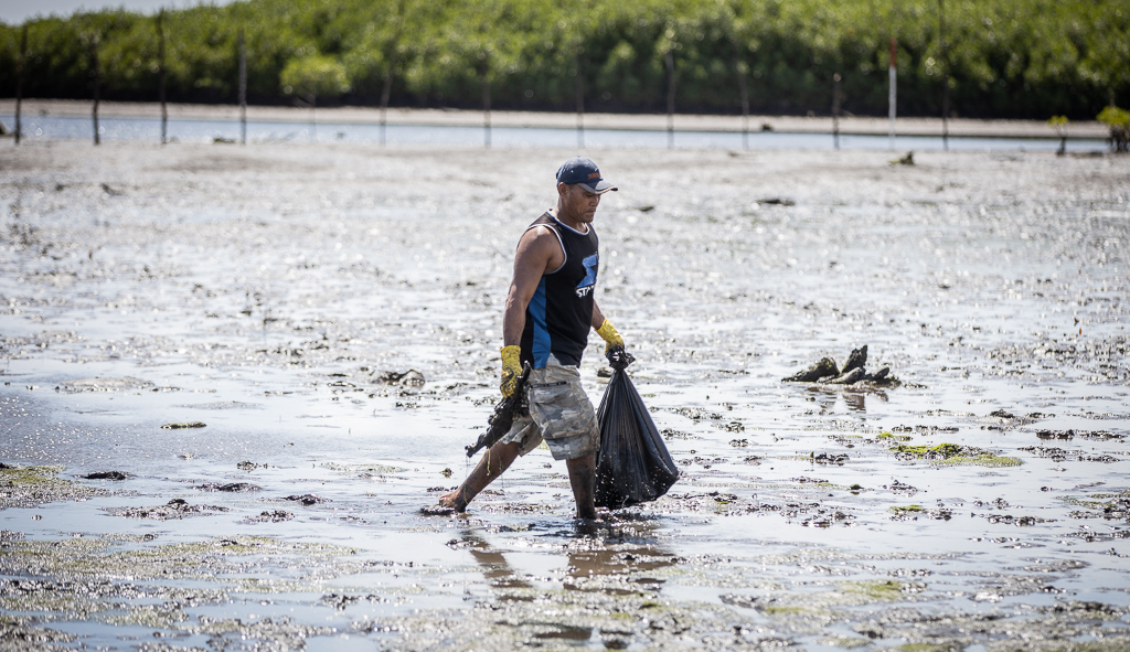 Villagers replant, clean mangroves in response to climate change