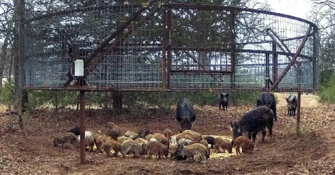 Wrestling with the feral pig issue