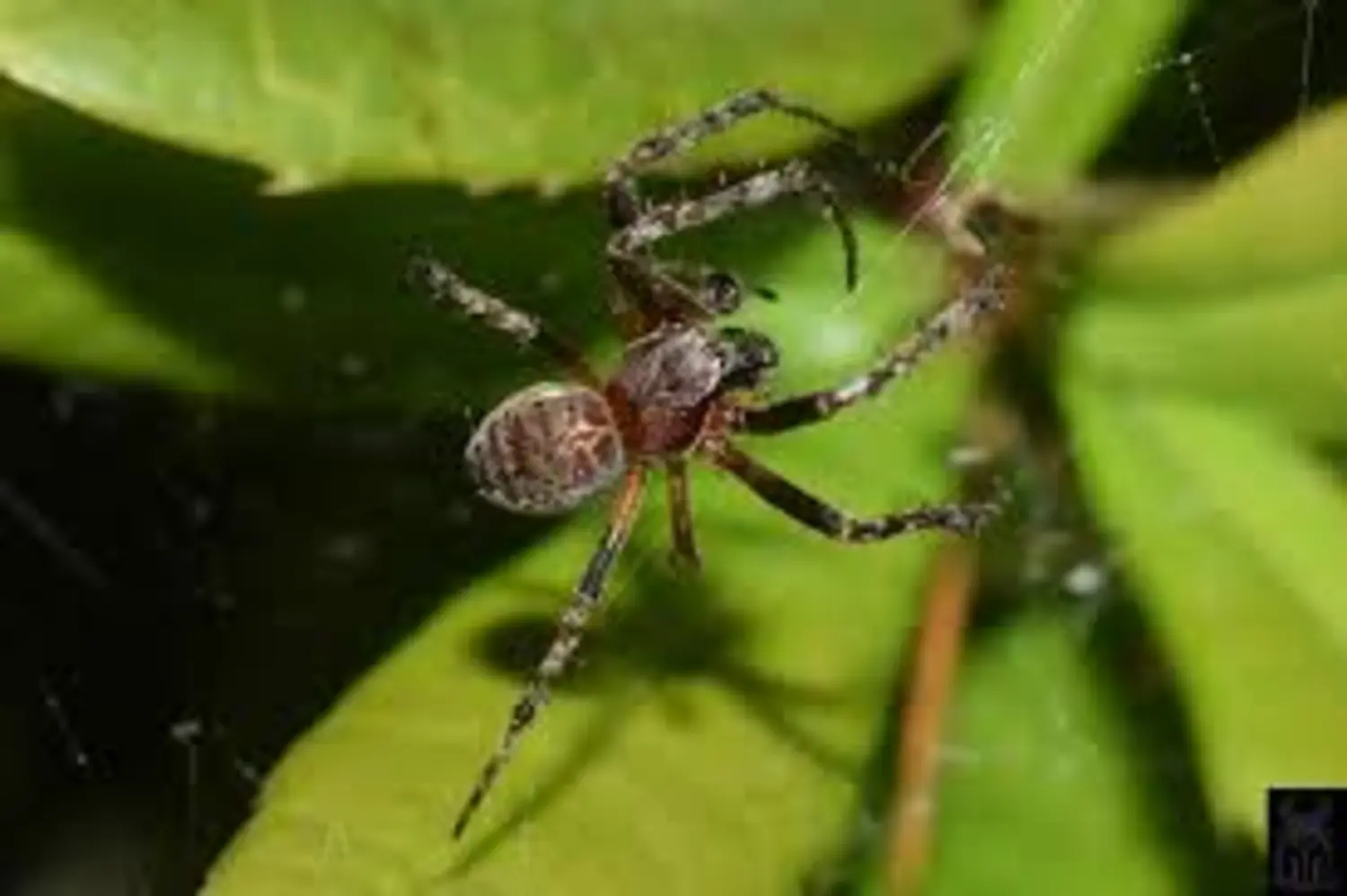 Threats posed by invasive species