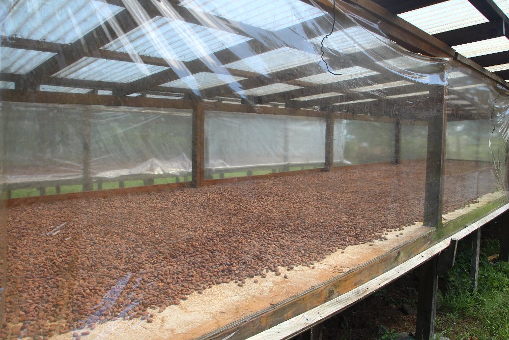 METI: Benefits of Samoan cocoa to cardiovascular health 