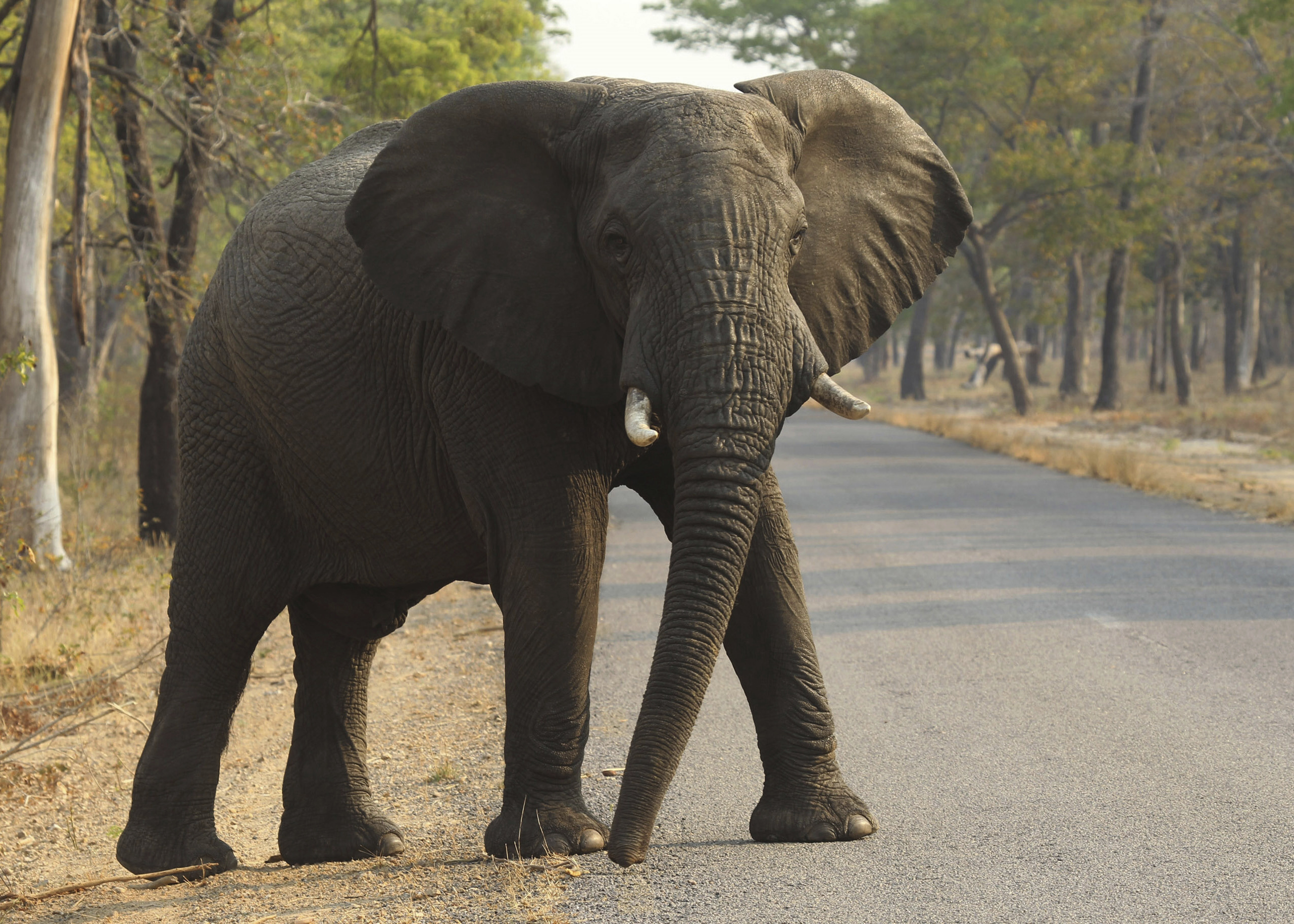 Zimbabwe says 55 elephants have starved to death in 2 months