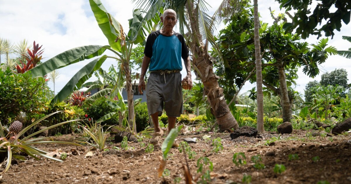 Dry weather leaves Samoa farmers struggling to save crops