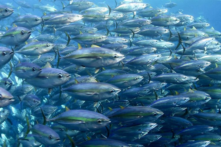 Samoa uncertain on fishing subsidies despite environment warning