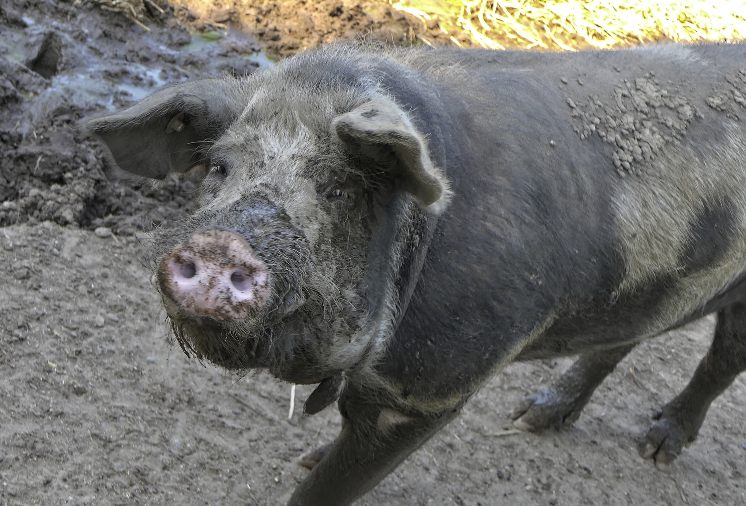 Experts: Pig attacks on humans rare