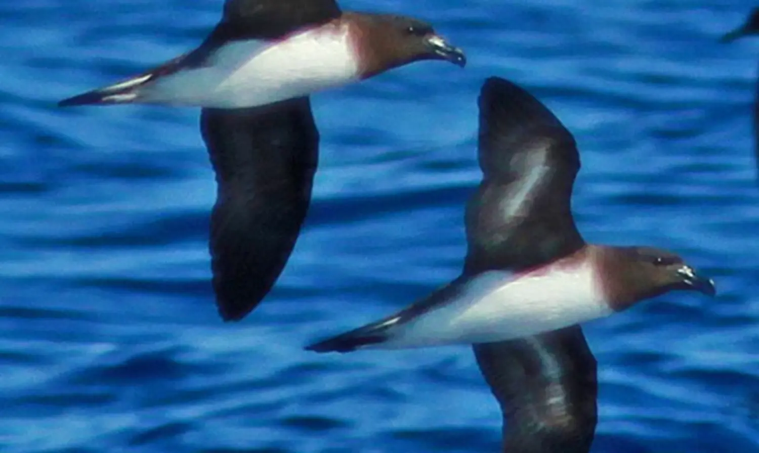 Seabirds in Samoa take centre stage