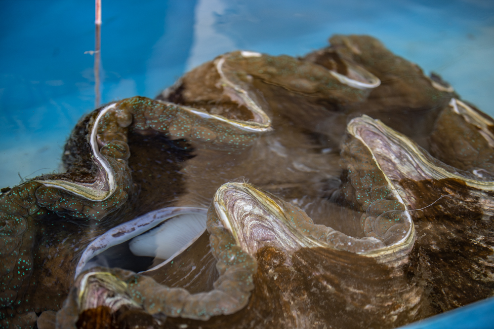 Ministry to focus on marine species farming