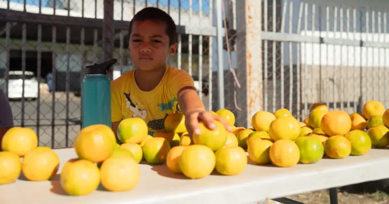 Mandarin season brings hope for Savai'i families