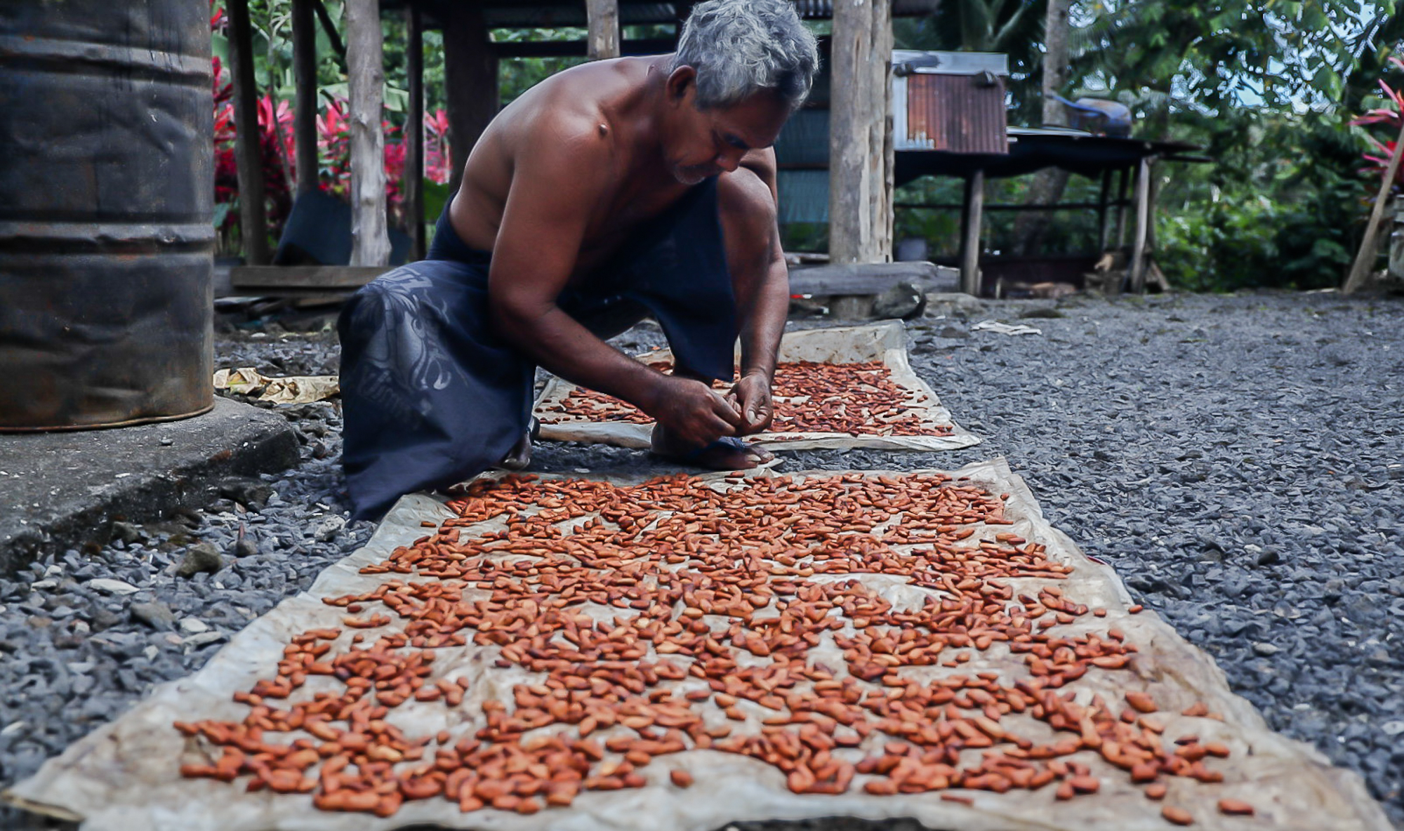 Most Samoans into agriculture: reports