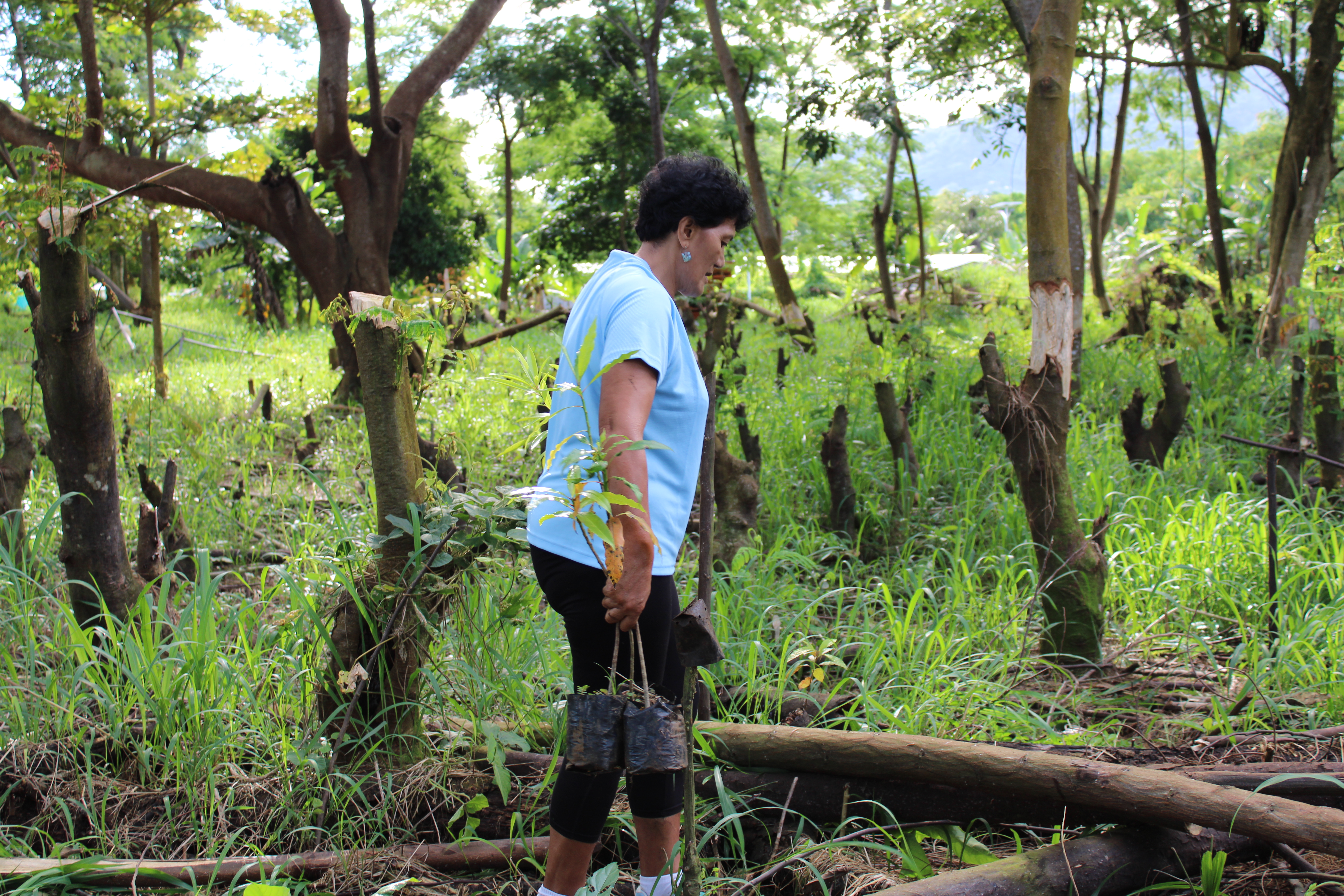 M.N.R.E., S.A.S.N.O.C. team up to plant 500 trees 