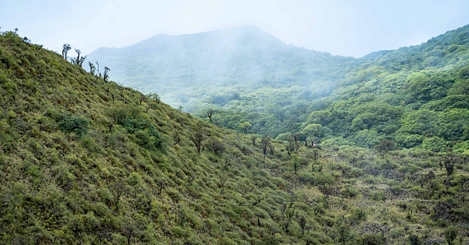 Near-extinct manumea spotted in Savai'i