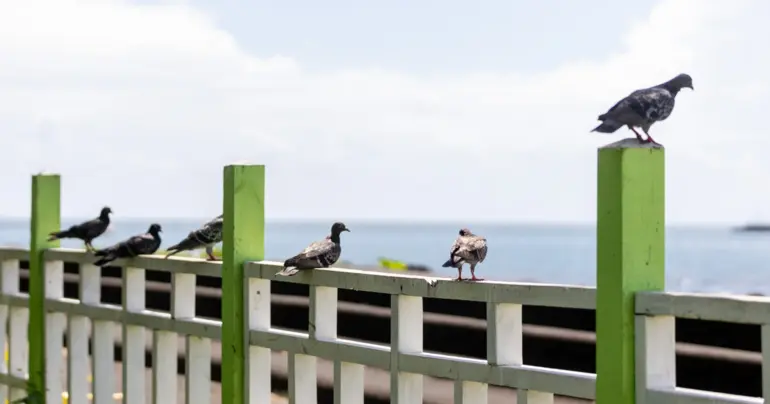 Ta'i's Take. A bird in the hand