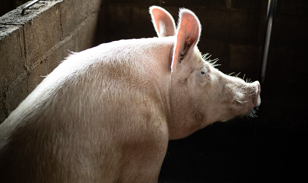 African Swine Fever reaches Pacific
