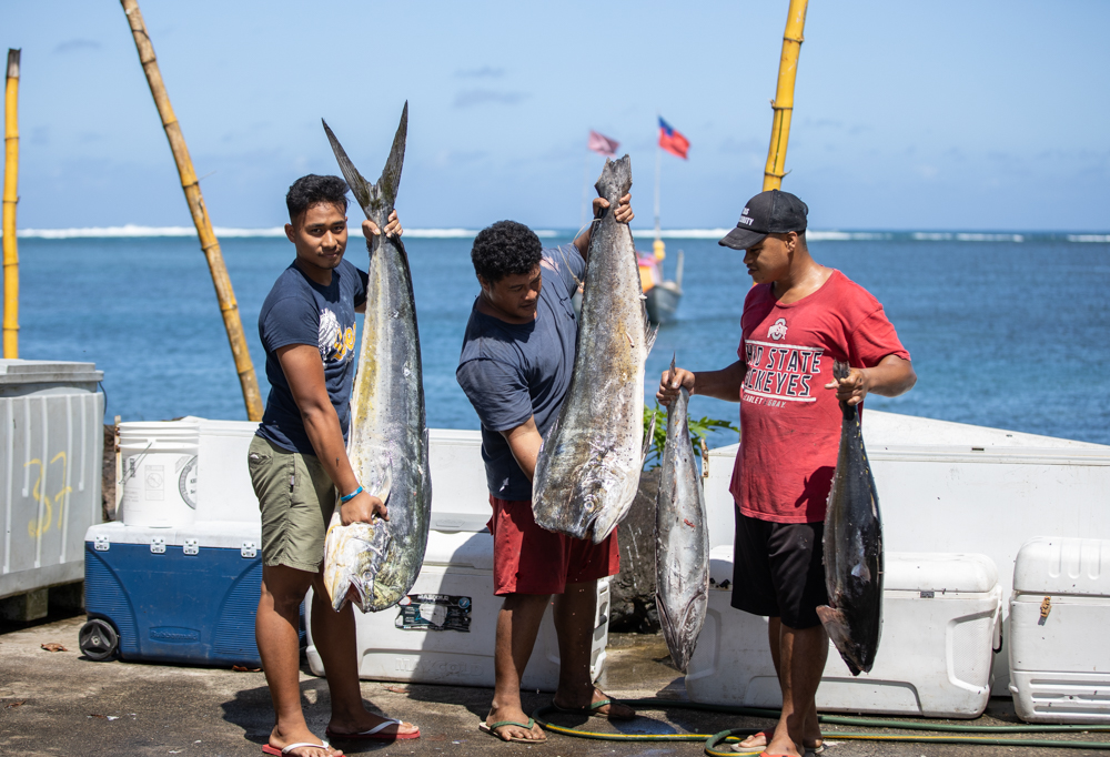Scale of Samoa's tuna catch to grow with climate change