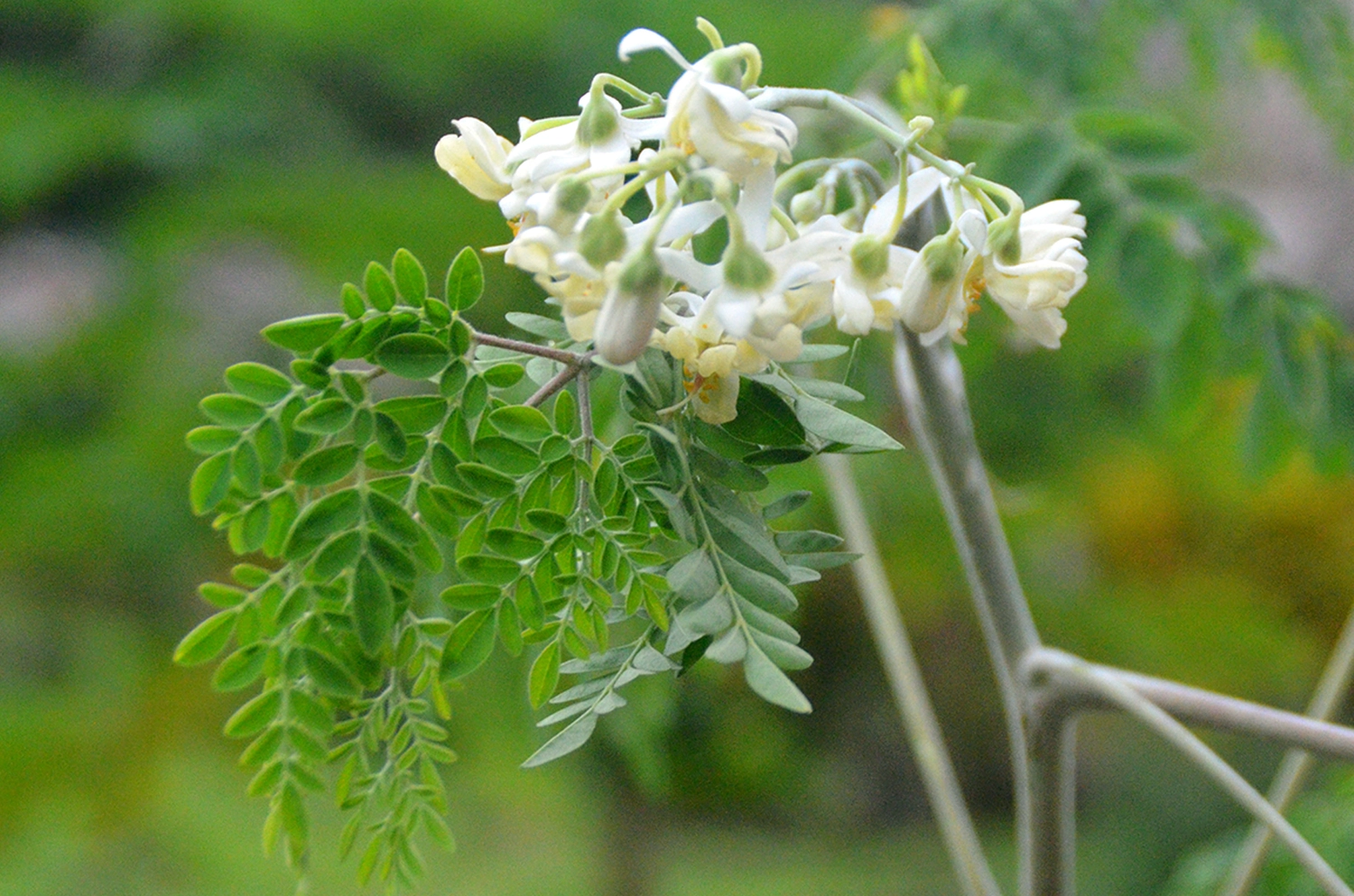 Samoan plant knowledge to be explored