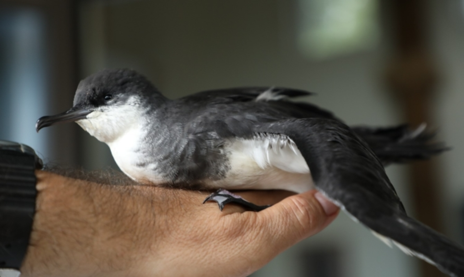 New seabird species discovered in Upolu
