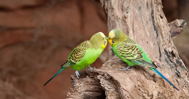 Smuggling budgies? Australia’s fight against wildlife trafficking