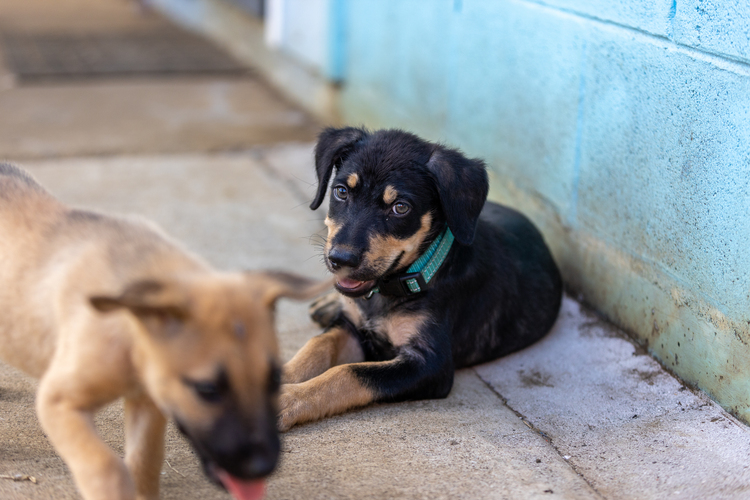 Heat warning for animal owners