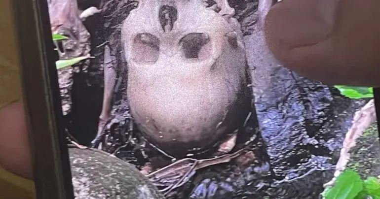 Skeleton identity remains a mystery