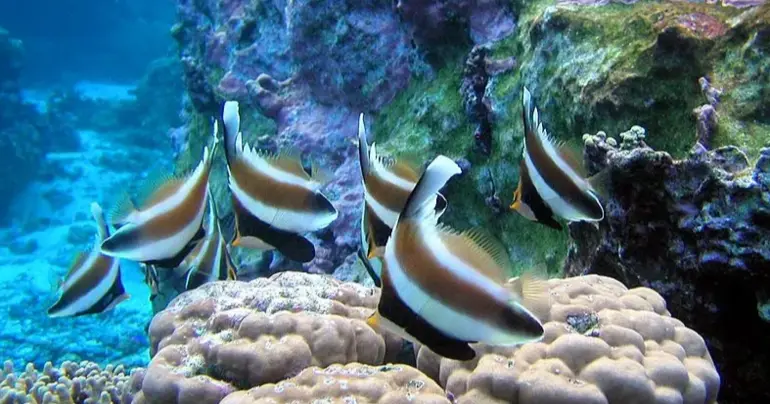 Coral Reefs are Facing a Mass Global Bleaching Event