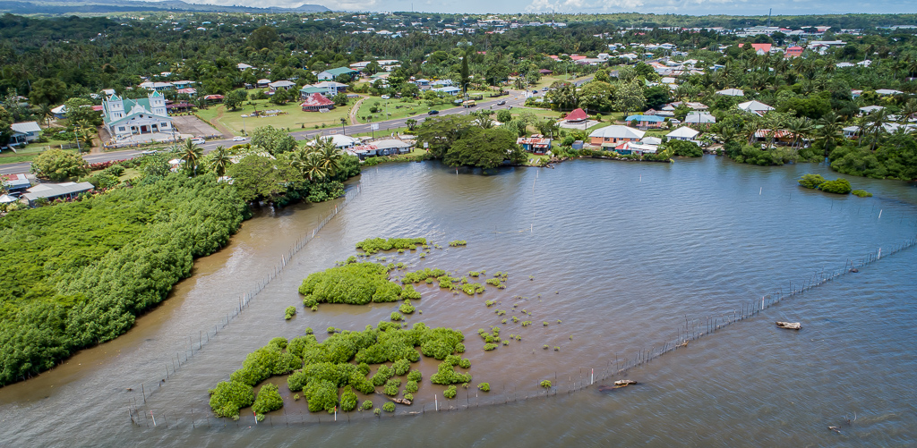 Mangrove project to be expanded