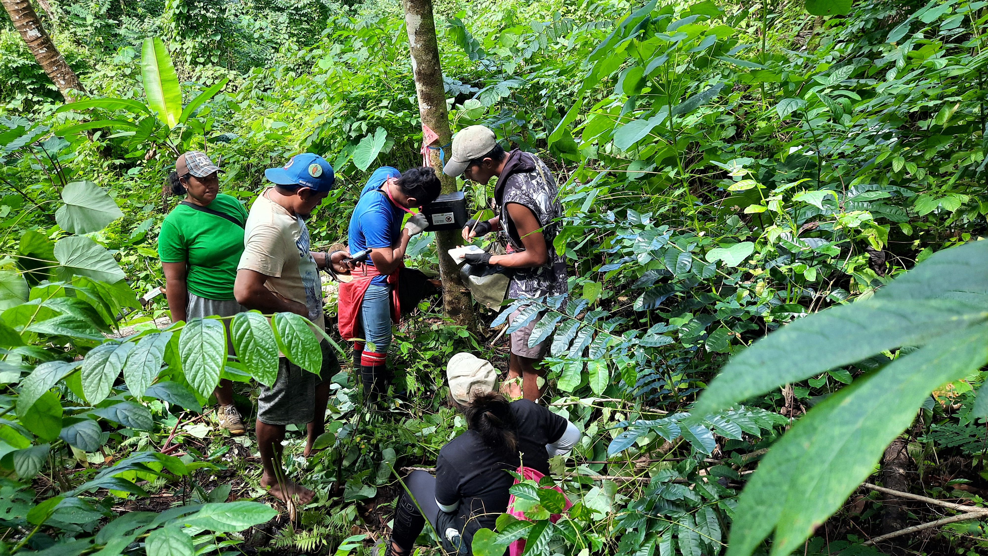 Villagers trained to protect local birds from rats