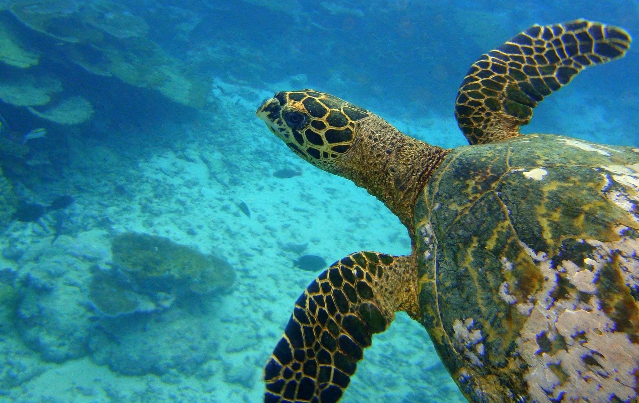 Samoa Observer | Turtle slaughter concern