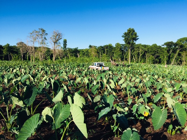 Ava shortage encourages farmers